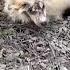 Monster Left Her At The Forest In Severe Mange Starving She Laid Crying And Waiting For Help