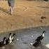 Black Ducks Laying Eggs IN THE MUD Farm Collection