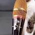 Meow Pusi Cat Catcatfunnyfightcompilation Catty