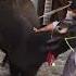 Bhains Ki Qurbani Shorts Viral Entertainment Buffalo