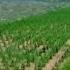 Can The Great Green Wall Stop Desertification In China