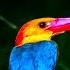 I Went Birding In The Jungles Of Borneo To Find Out Why Birds Matter