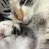 Ням ням Cat красиваякошка Cats котики