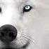 Sleep Meditation For Kids MEETING YOUR SNOW WOLF Spirit Animal Guided Meditation