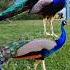 Beautiful Bird Peacocks Natural Sound