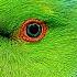Indian Ringneck Parakeet The Best Pet Parrot