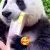 Bamboo Eating ASMR Shorts Panda Mukbang Asmr