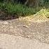 Sweet Lil Squirrel Wildlife Nature Park Animals Dianarecker7441