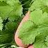 Forget About BLOOD SUGAR This Vegetable Is A Real Treasure