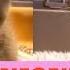 CUTEST KITTY COMPILATION Nov 15 A Relaxing Video