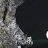 Black Fire Snake Amazing Science Experiment