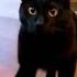 Mr Stealthy Cats 猫 ねこ Subscribe Now For Daily Dose Of Cats Share Comment Like To Buy Him Food
