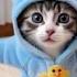 Cats Dancing To PSY GANGNAM STYLE