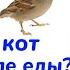 Сказки народов СССР Литовская сказка Почему кот моется после еды Детство в СССР