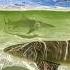Stunning 4K Underwater Nature Footage BBC Earth