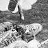 WWII Parafrag Bombs Why They Had No Equal In Destruction Of Thin Skinned Targets And Personnel