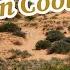 The El Paso Dunes Are Covered In Cool Plants