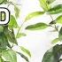 How To Grow A LEMON TREE From A SEED 0 6 MONTHS UPDATES