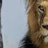 Even Snakes And Big Cats Are Afraid Of Him HONEY BADGER Is The Most Fearless Creature In The World