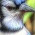Blue Jay Alarm Call Alerts Backyard Squirrels And Birds