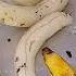 Chicken Banana Chicken Banana Chicken Banana Banana Banana