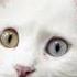 Мяуканье кошки Звук для твоего питомца Включи и наблюдай Cat Kitten Sound звук звуки