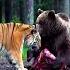 Tiger Vs Bear Forest Fight For Survival Tiger Bear