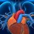 CARDIOVASCULAR SYSTEM SONG