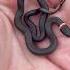 Cute Baby Snake