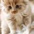 He Said Sorry But Look What He Did Cat Cute Lipsync Kitten Catlovers