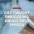 Cat Caught Smuggling Drugs Into Prison