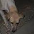 Agr Enka Beeta Hota To Kaasa Lgta Animal Indiandoglovers