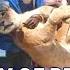 Discovery Of Pet Lion In Lagos Residence GOOD MORNING NAIJA