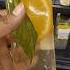 Weight Loss Detox Lemon Detox Detox Lemondetox Lu Ytshorts Weightloss Healthy Part 8