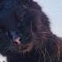 If You Think You Are Unlucky Touch A Black Cat And Your World Will Become Beautiful