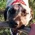 Dog Buddy Duman L VE To Play With Me But He Missing His Friends MonikaÇelik D2r Azrusch