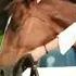 Horse Horseriding Horselover Horseridind Info Tech Voice