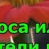Шмель пчела или оса залетели в дом Что сулят приметы