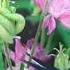 Cut Here Columbine Deadheading Deadheading Columbine