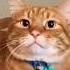 Ranking The Funniest Cat Sounds Videos