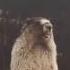 Marmot Shouts Сурок кричит