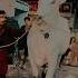 Ma Sha Allah Cow Qurbani2025 Eid Bakra Animals Camel Bakraeid Eiduladha