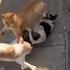 Cats And Dog Big War Youtube Cats Dog Youtubeshorts Shorts