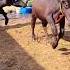 Parveen Foji Farm क Mast Maula Calf 9034144813 Pagal Hai