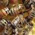 пасека о чем говарит пчела танец пчелы Honeybee Dance