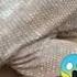 Indian Monitor Lizard Gopat Goyera Vis Gov