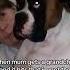 Jealous Dogs The Struggle For Favor Dog
