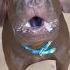 I Met The Monks Pitbull Mix