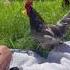 Chicken Flees Picnic With One Chip