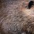 BEAVERS CONFIRMED New Map Teaser Trailer Confirms A New Species The Hunter Call Of The Wild